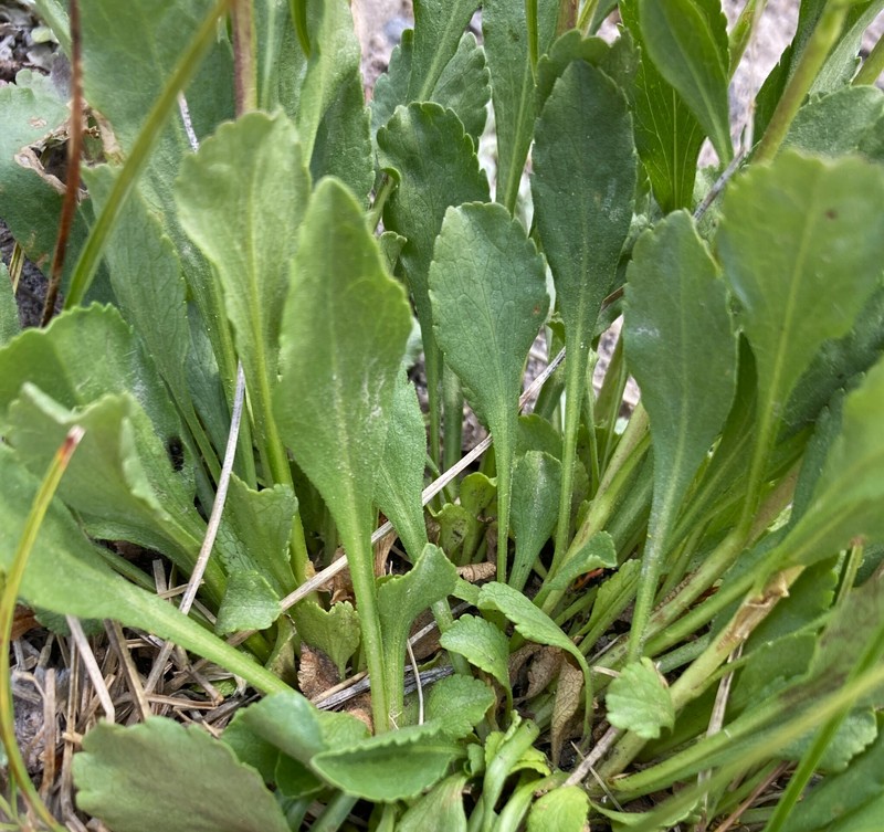 Solidago bellidifolia photo 5