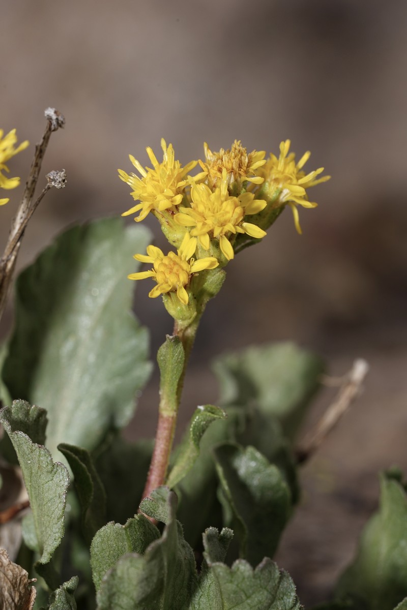Solidago bellidifolia photo 6
