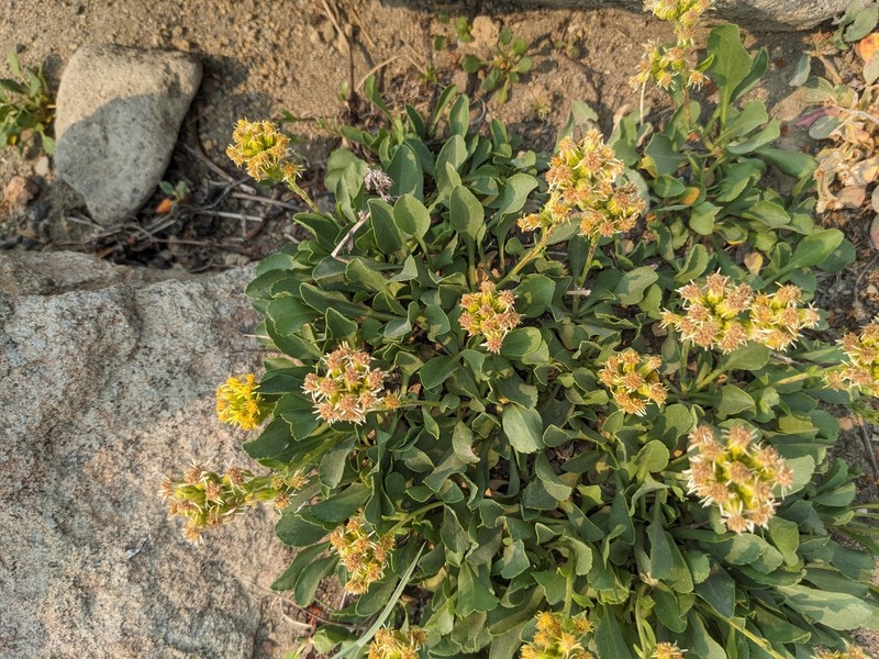 Solidago bellidifolia photo 7