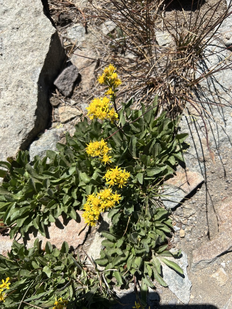 Solidago bellidifolia photo 8