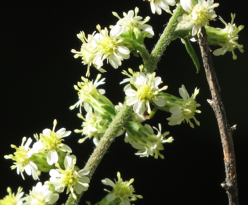 White Goldenrod photo 3