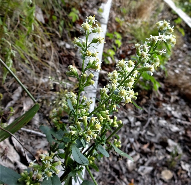 White Goldenrod photo 4