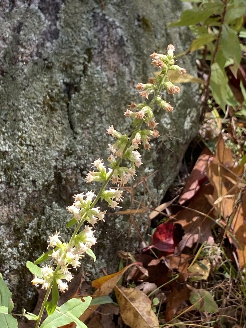White Goldenrod photo 5