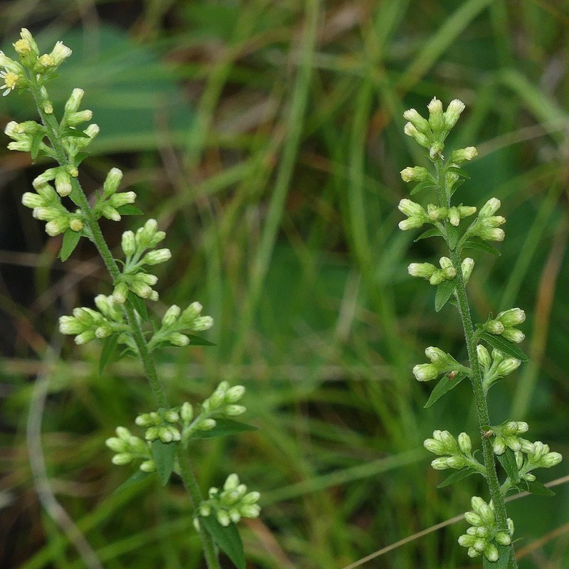 White Goldenrod photo 6