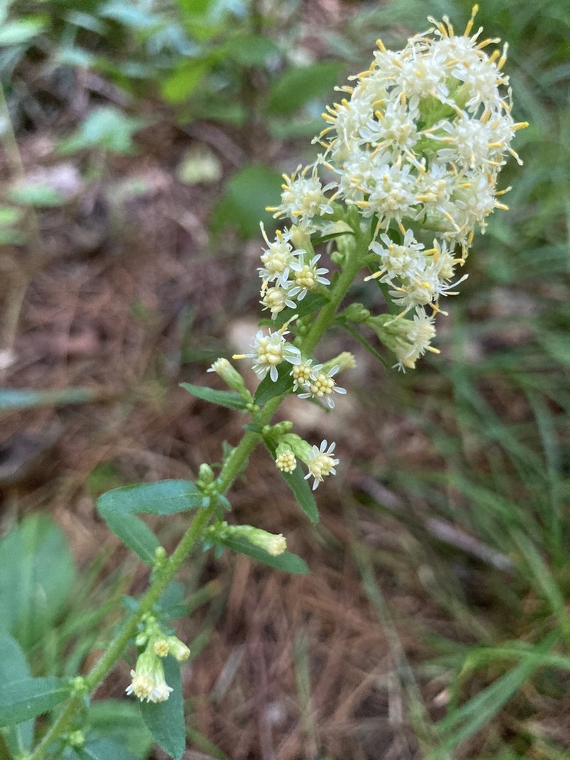 White Goldenrod photo 7