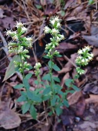 White Goldenrod