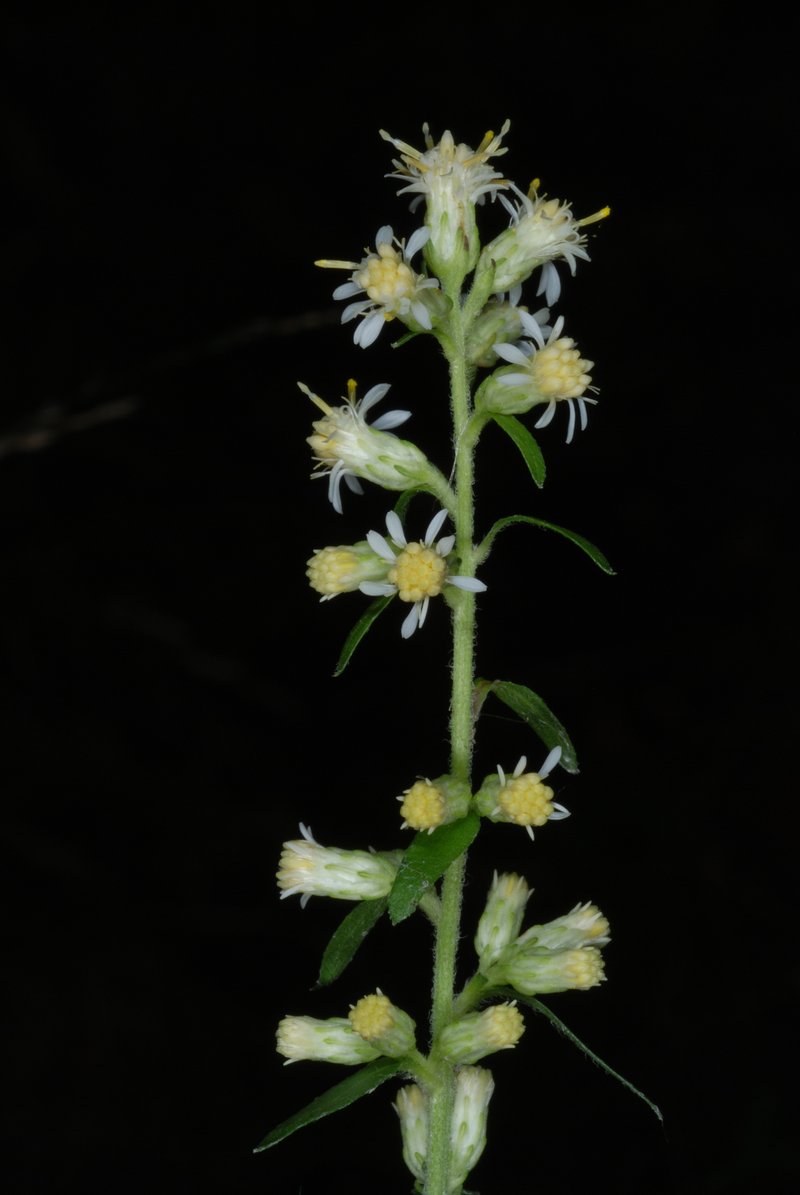 White Goldenrod photo 5