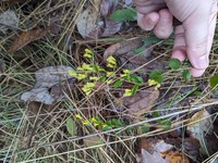 Dixie Goldenrod
