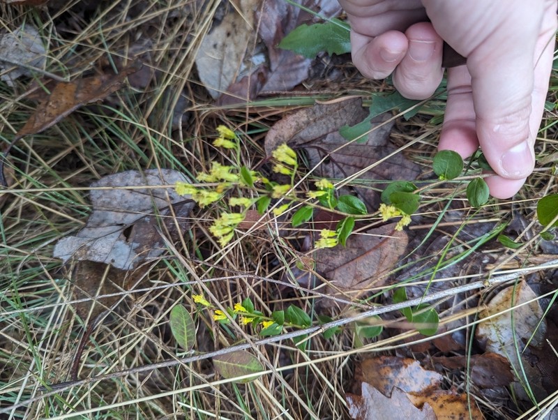 Dixie Goldenrod