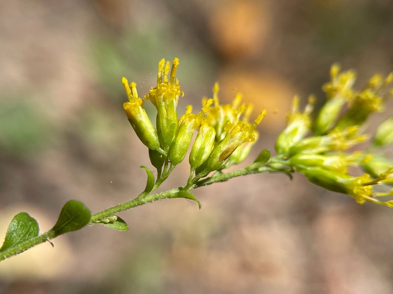Dixie Goldenrod photo 2