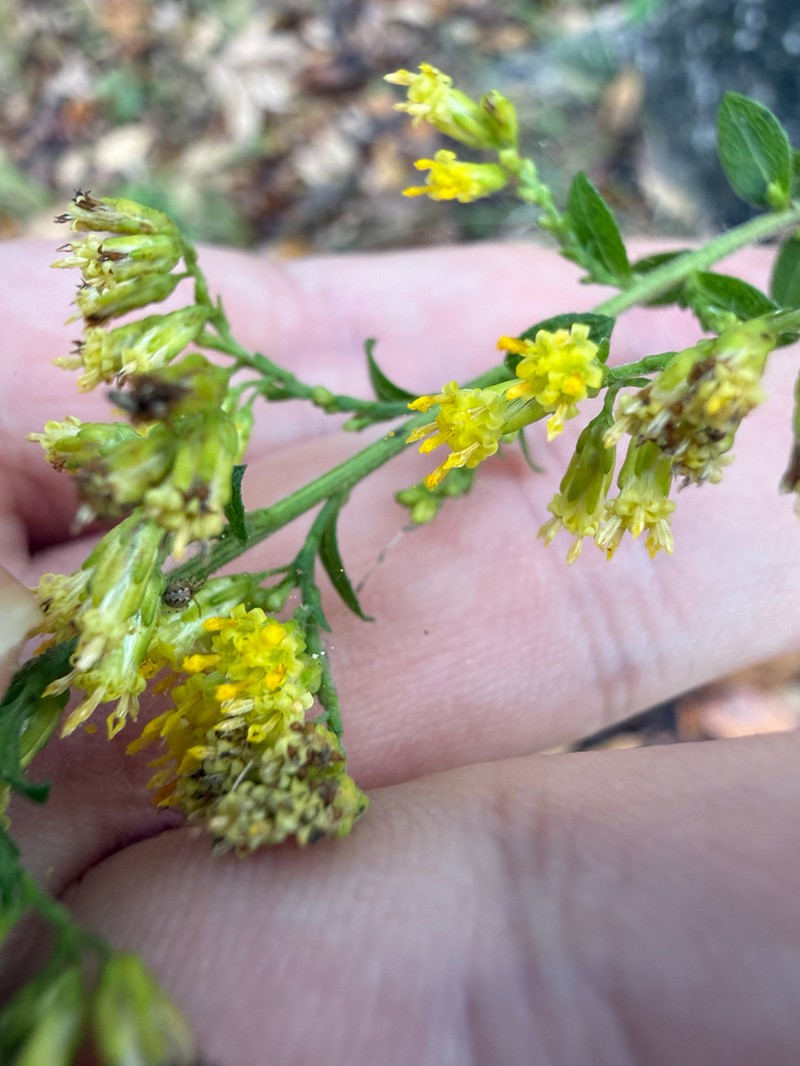 Dixie Goldenrod photo 3