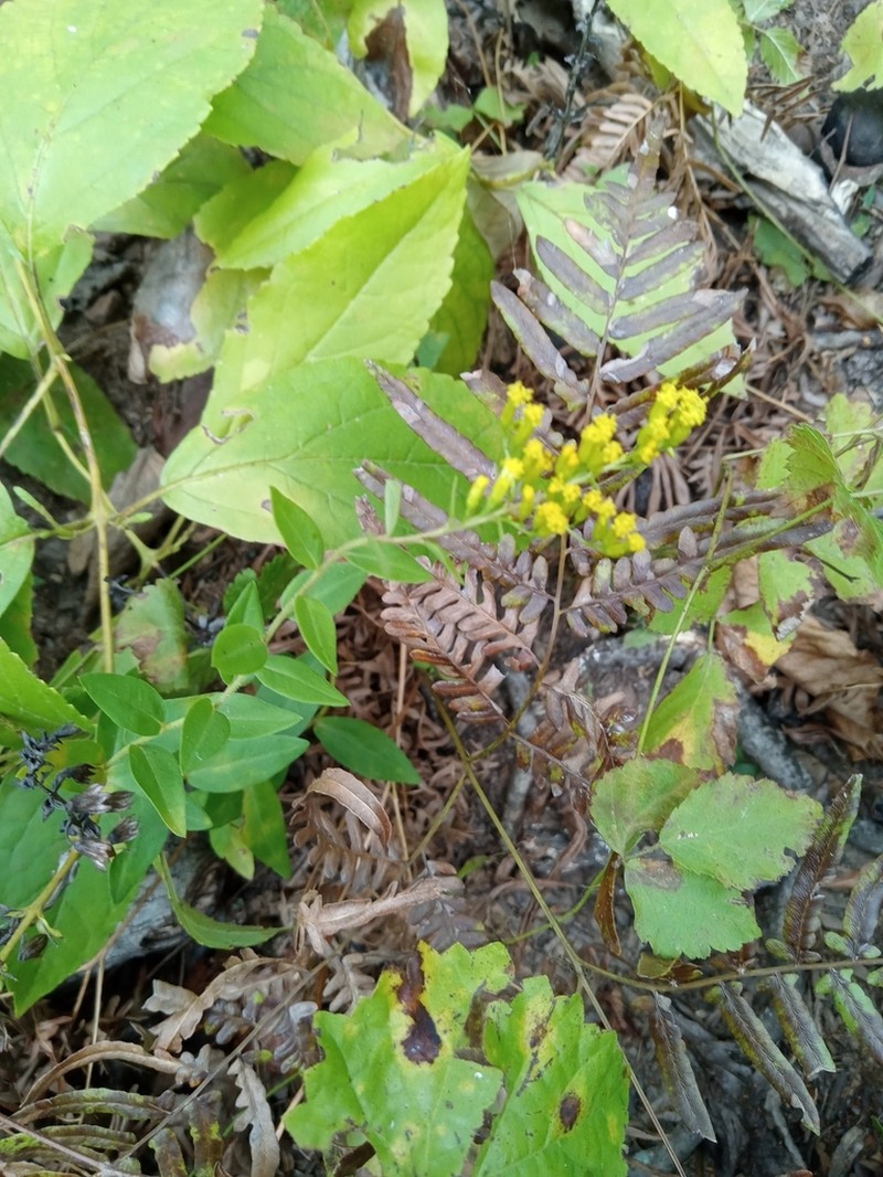 Dixie Goldenrod photo 4