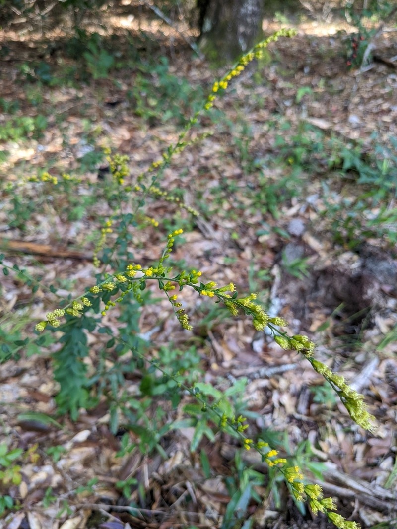 Dixie Goldenrod photo 6