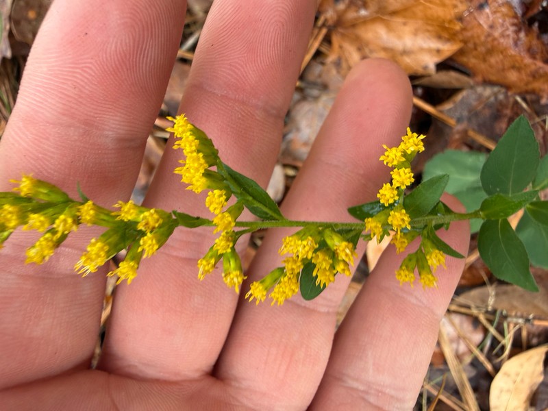 Dixie Goldenrod photo 7