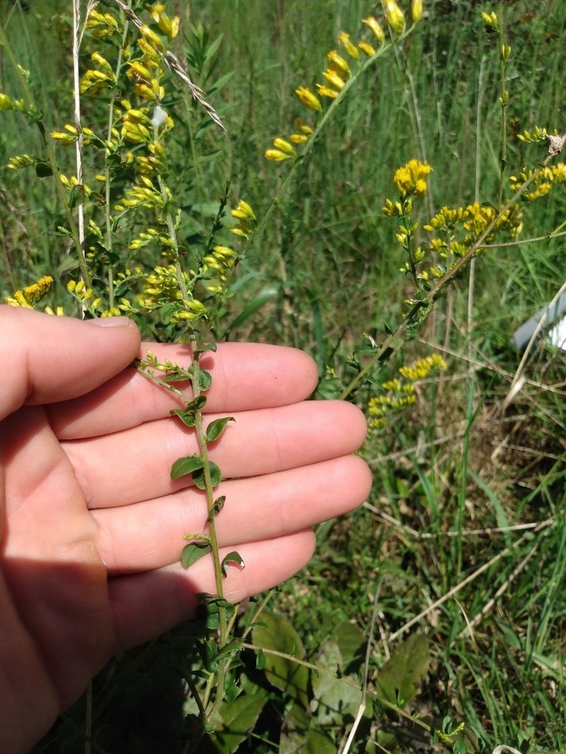 Dixie Goldenrod photo 8