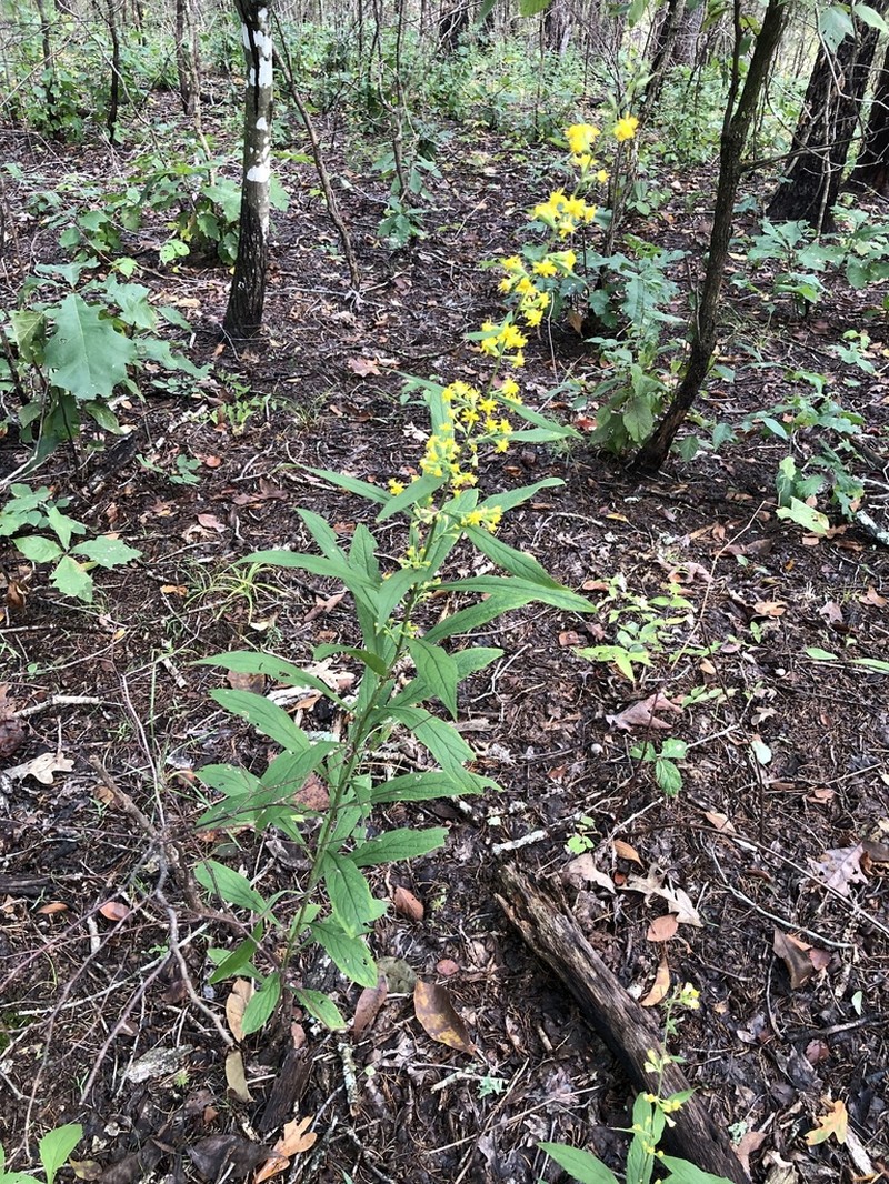 Buckley's Goldenrod photo 2