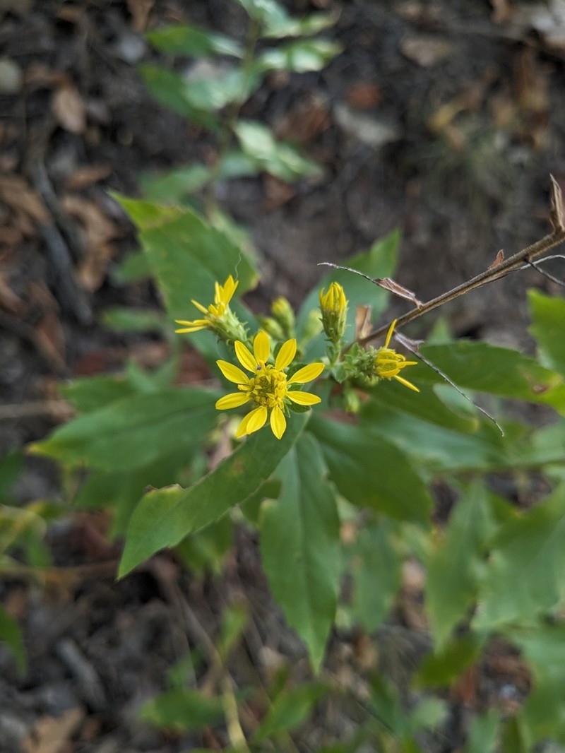 Buckley's Goldenrod photo 3