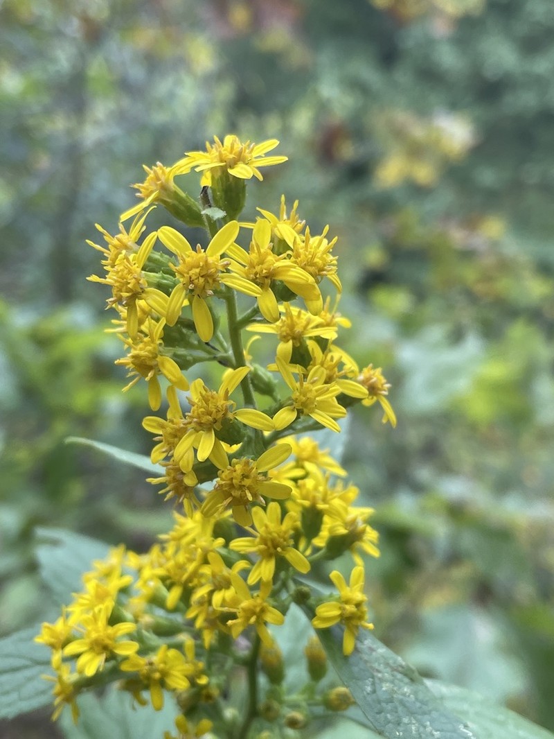 Buckley's Goldenrod photo 4