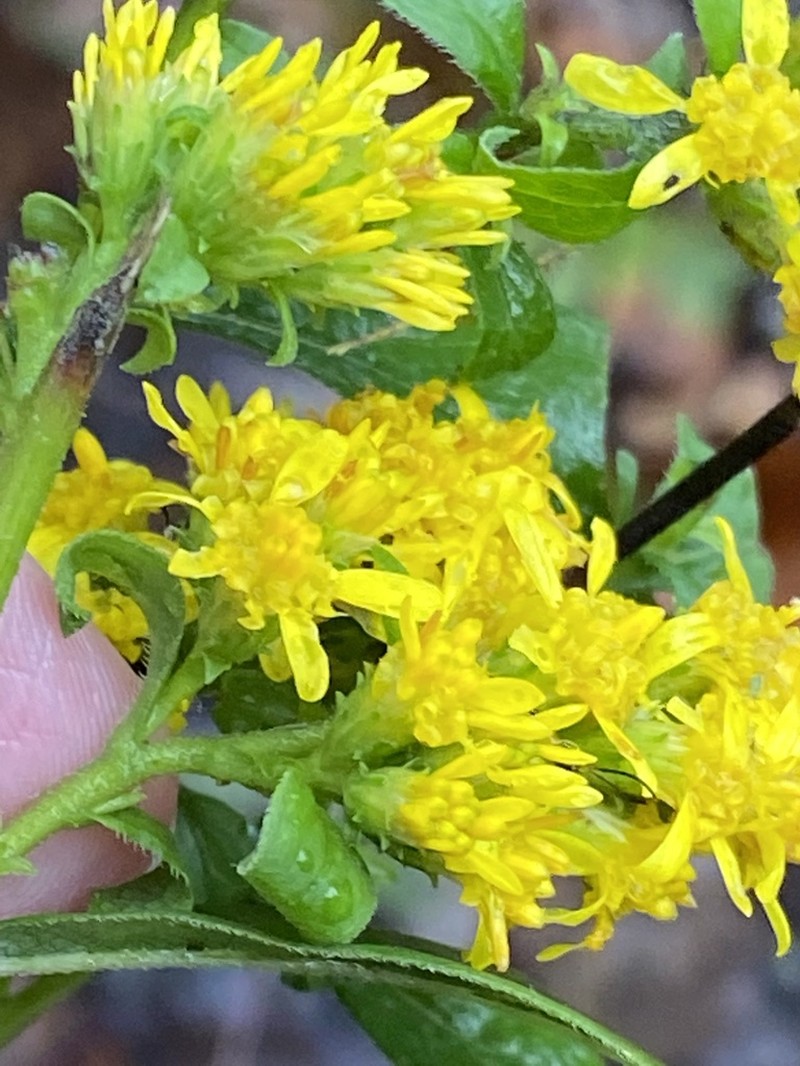 Buckley's Goldenrod photo 5