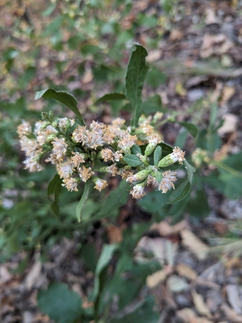 Buckley's Goldenrod photo 6