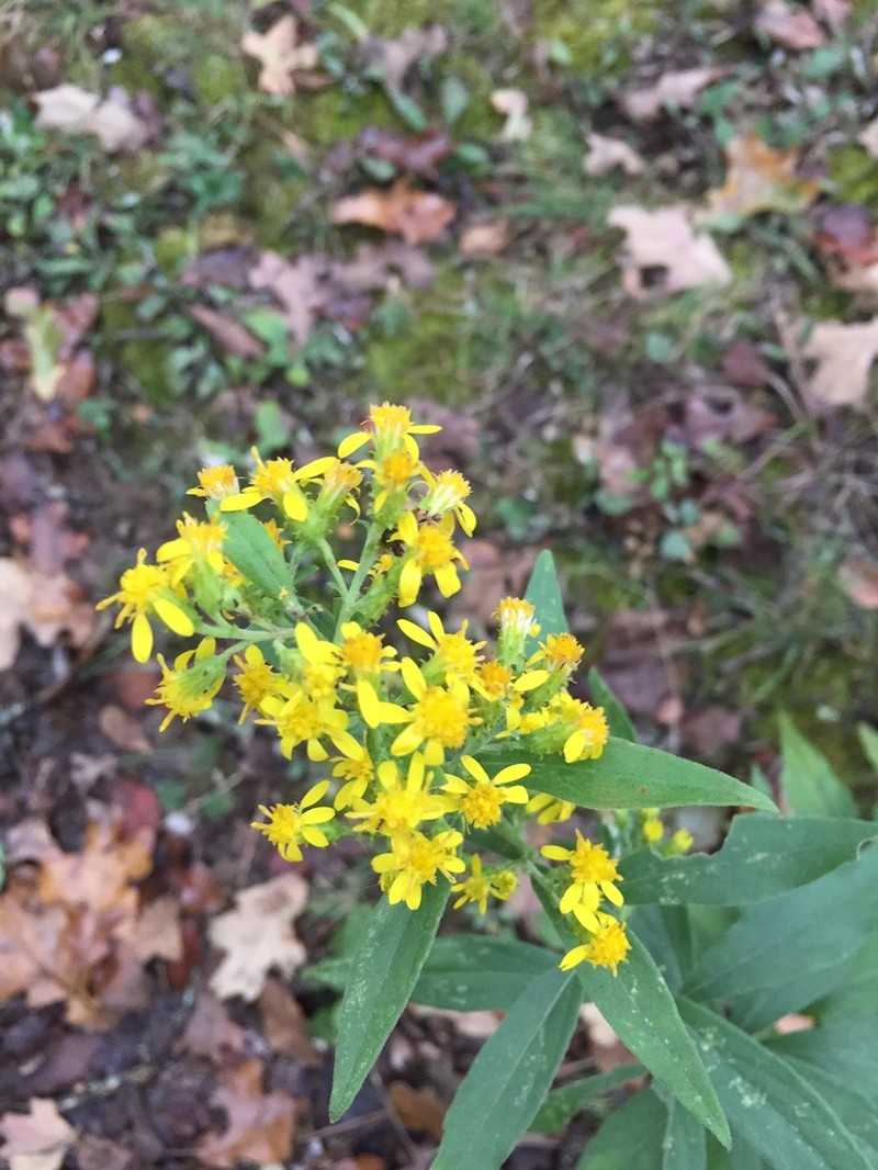 Buckley's Goldenrod photo 7