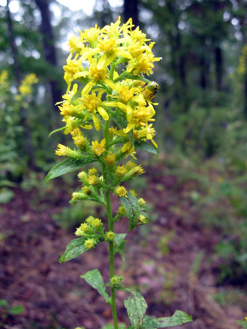 Buckley's Goldenrod