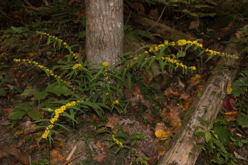 Wreath Goldenrod photo 3
