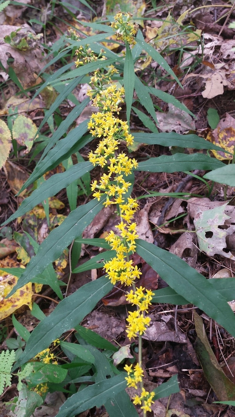 Wreath Goldenrod photo 4