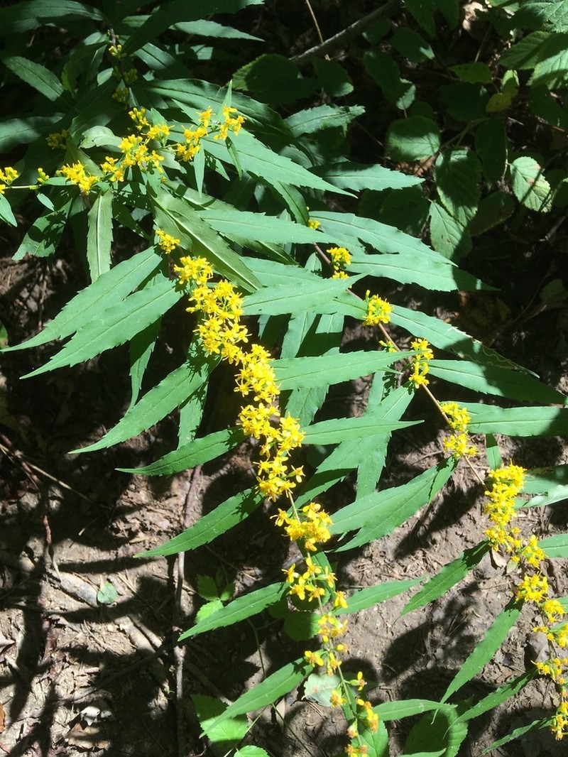 Wreath Goldenrod photo 6