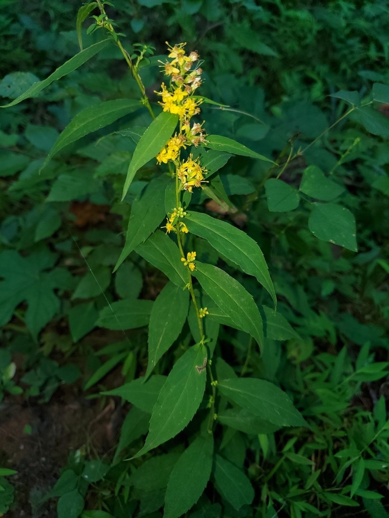 Wreath Goldenrod photo 7