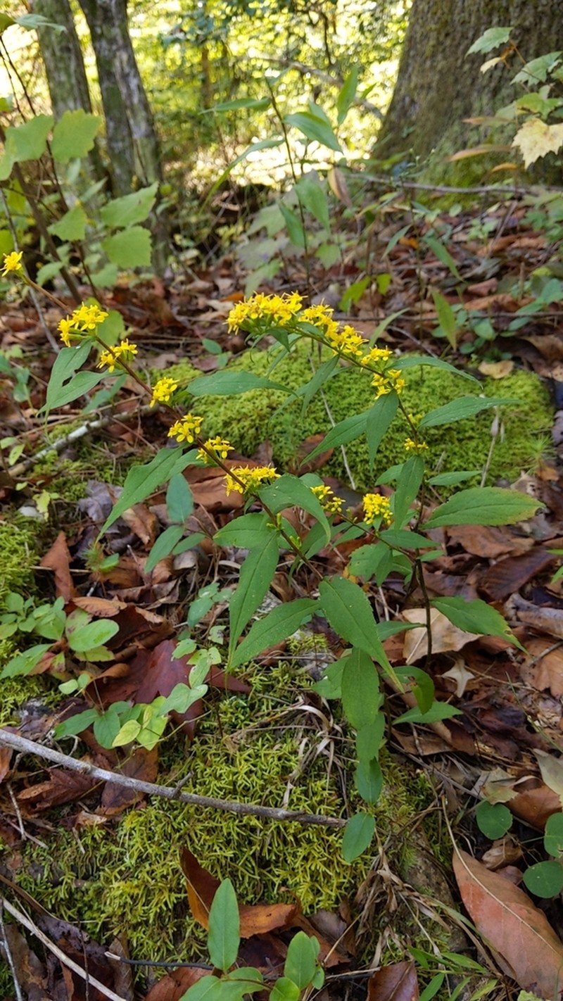 Wreath Goldenrod photo 8