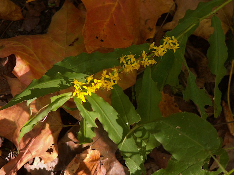 Wreath Goldenrod photo 5