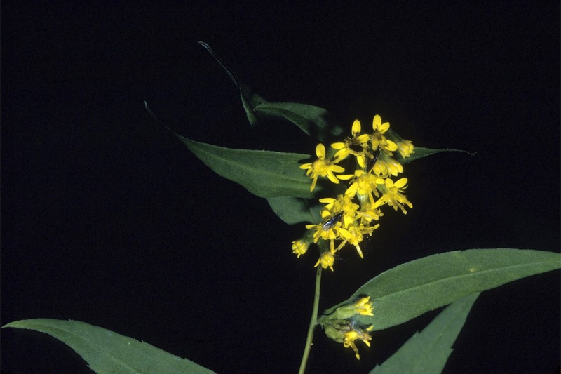 Wreath Goldenrod photo 6