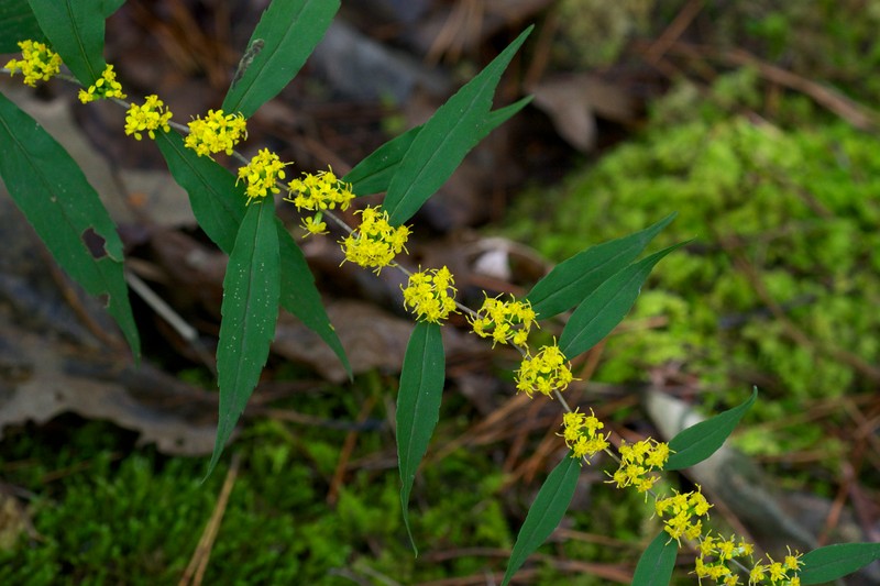 Wreath Goldenrod