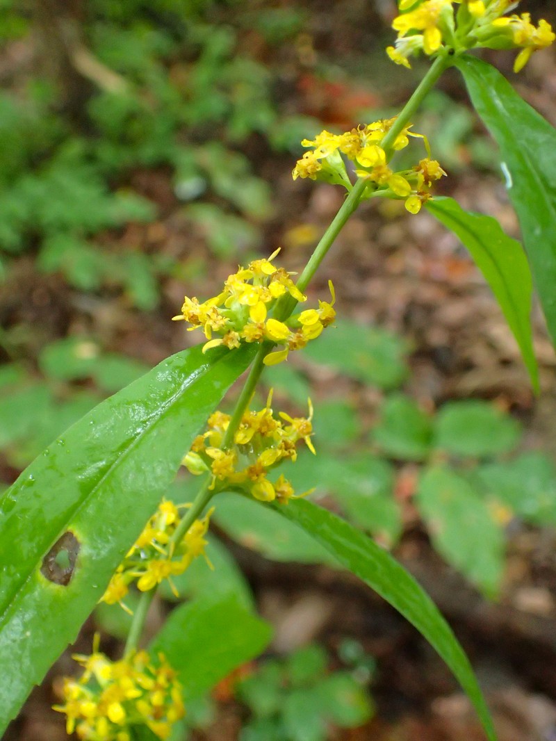 Wreath Goldenrod photo 2
