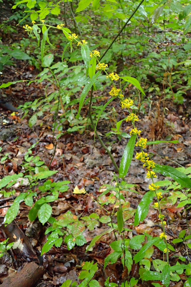 Wreath Goldenrod photo 3