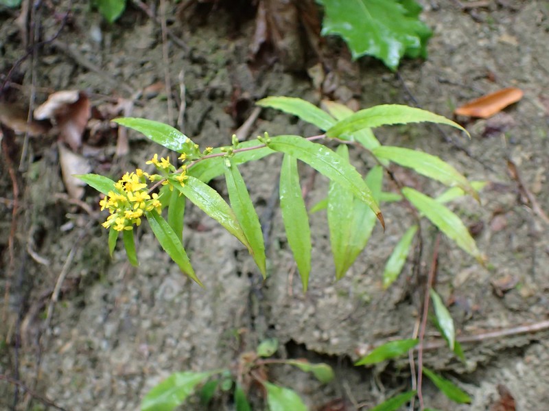 Wreath Goldenrod photo 4