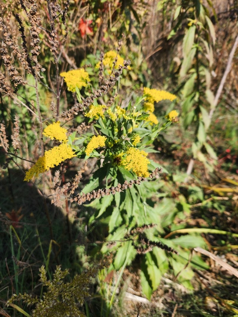 Canada Goldenrod photo 4