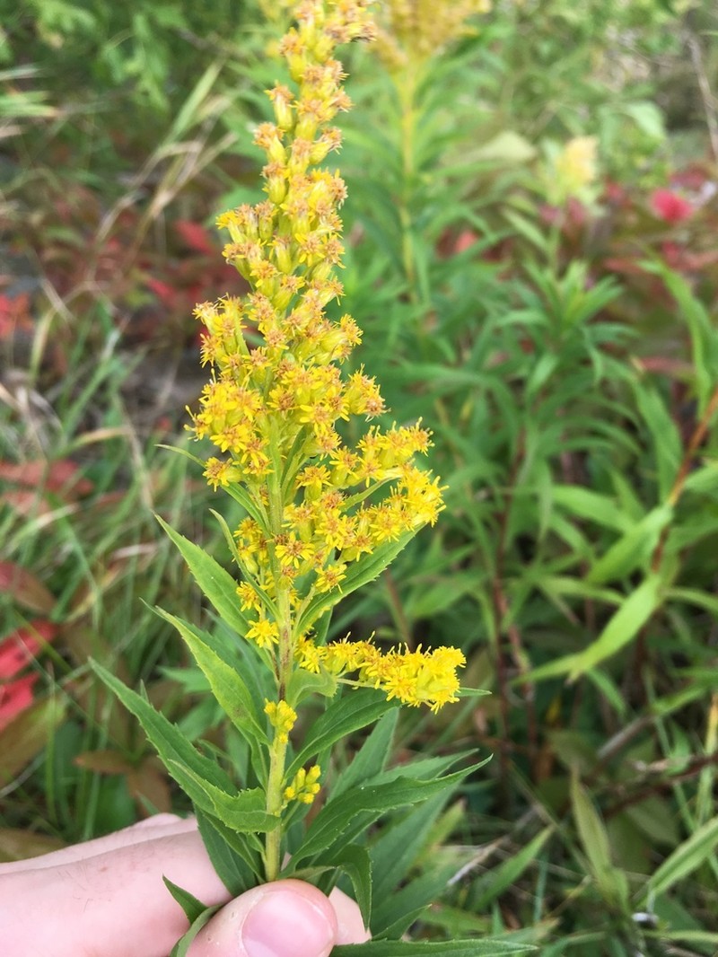 Canada Goldenrod photo 5