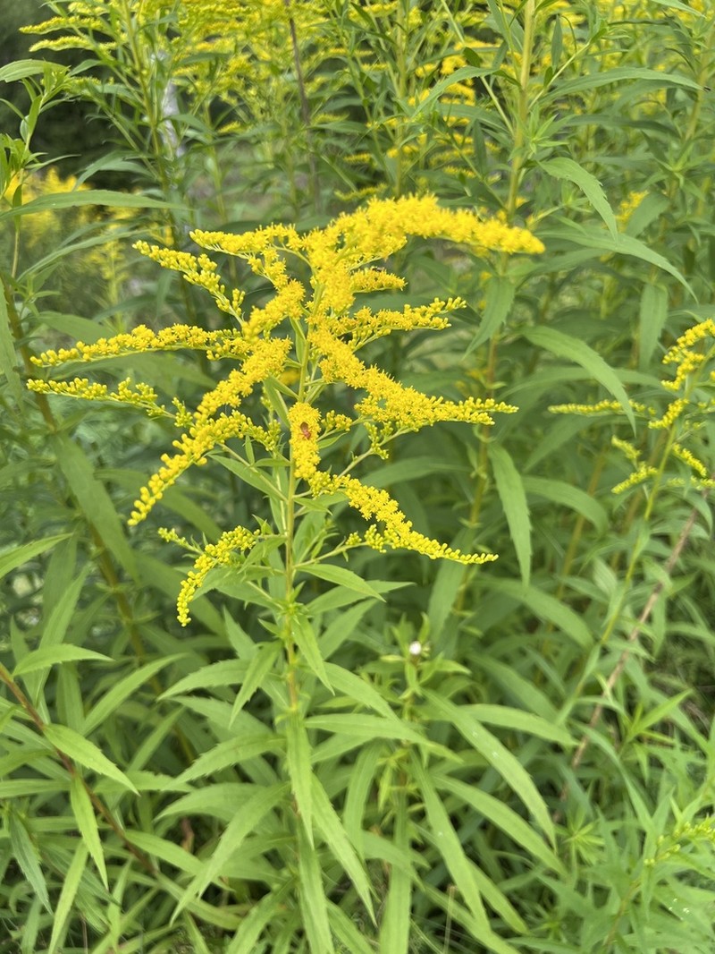 Canada Goldenrod photo 6