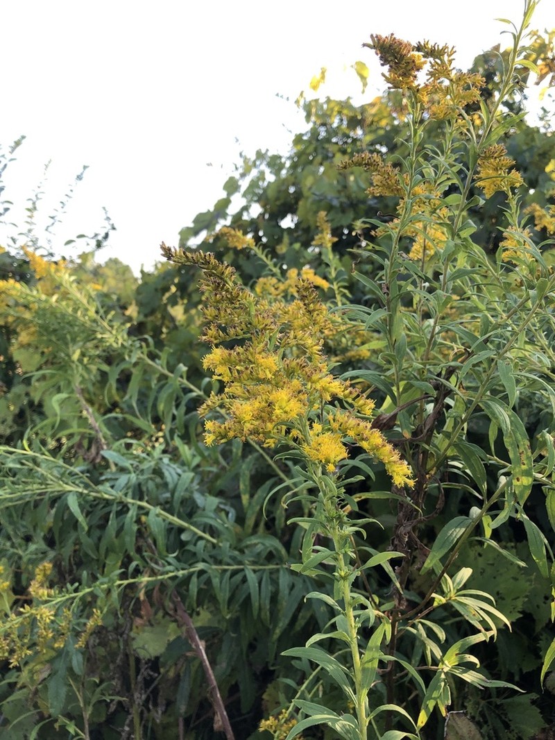 Canada Goldenrod photo 7