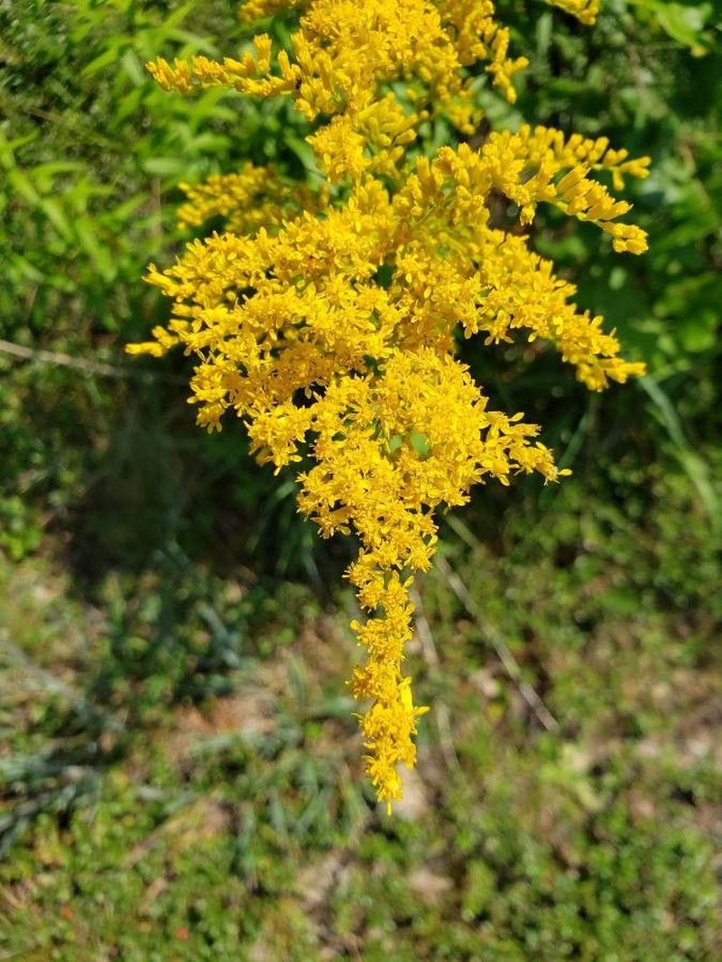 Canada Goldenrod photo 2