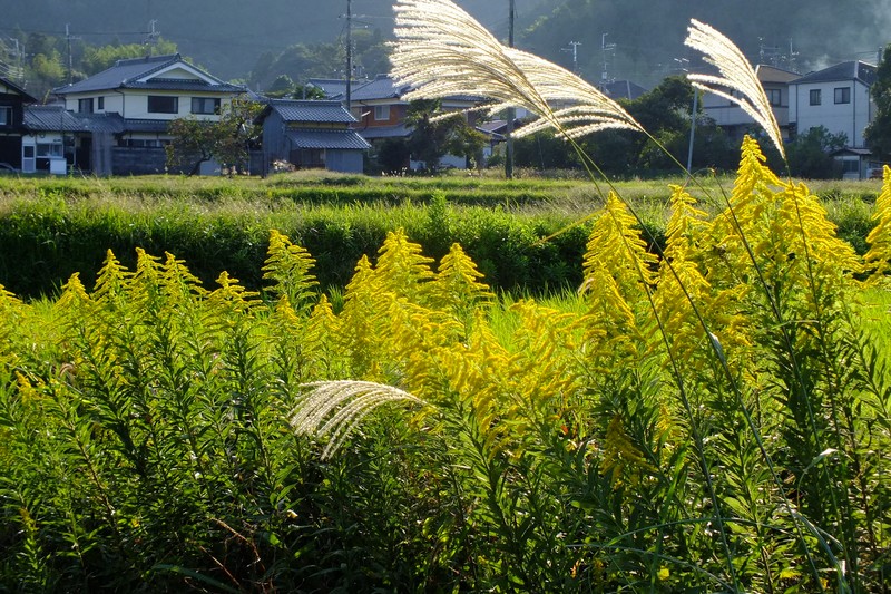 Canada Goldenrod photo 3