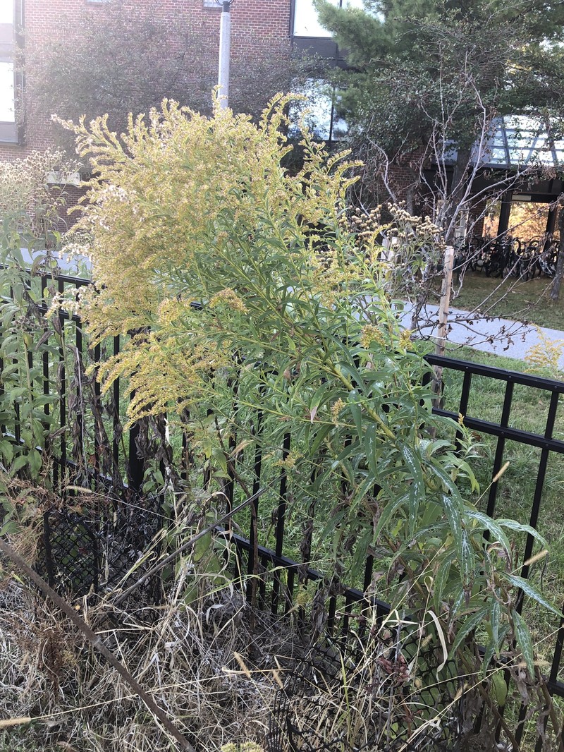 Solidago canadensis var. canadensis