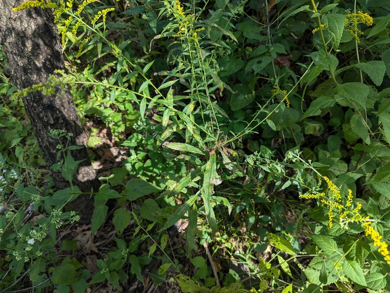 Solidago canadensis var. canadensis photo 2