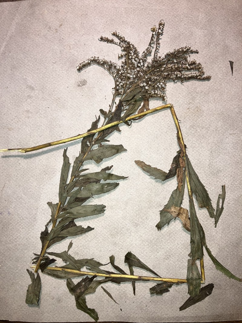 Solidago canadensis var. canadensis photo 3
