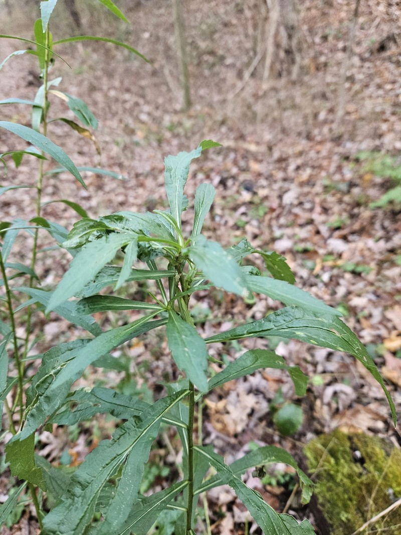 Solidago canadensis var. canadensis photo 4