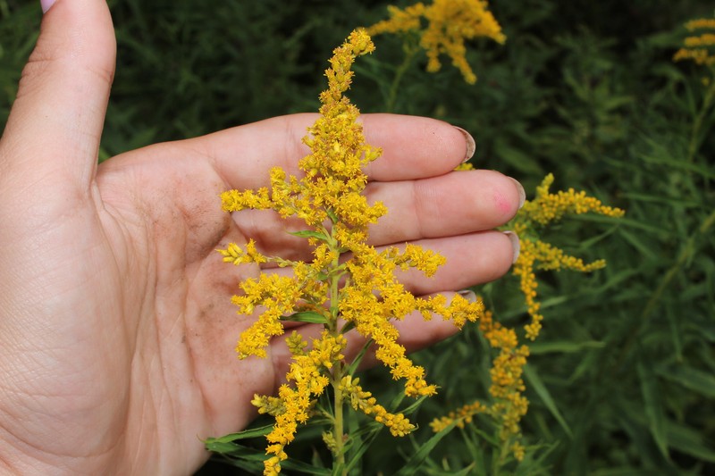 Solidago canadensis var. canadensis photo 5