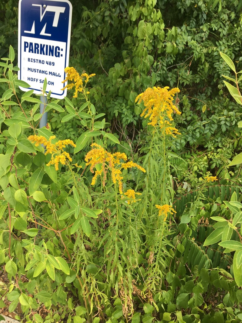 Solidago canadensis var. canadensis photo 6