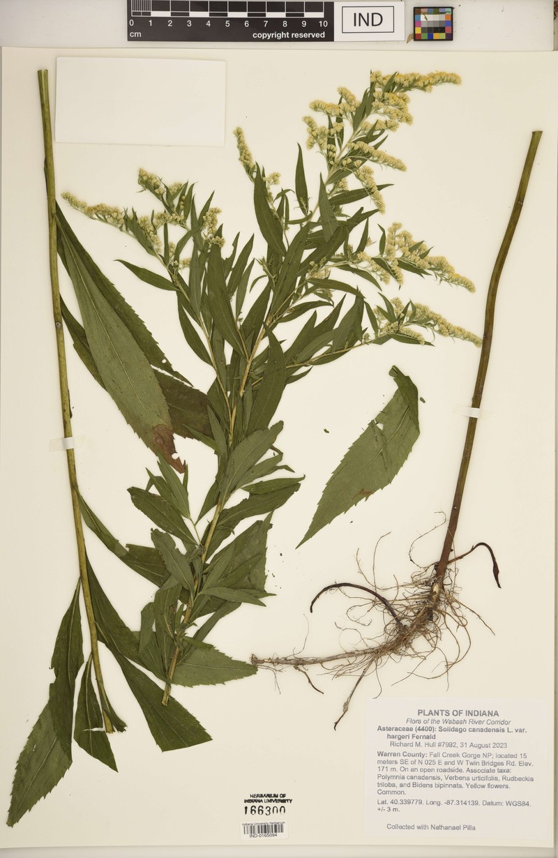 Solidago canadensis var. canadensis photo 7